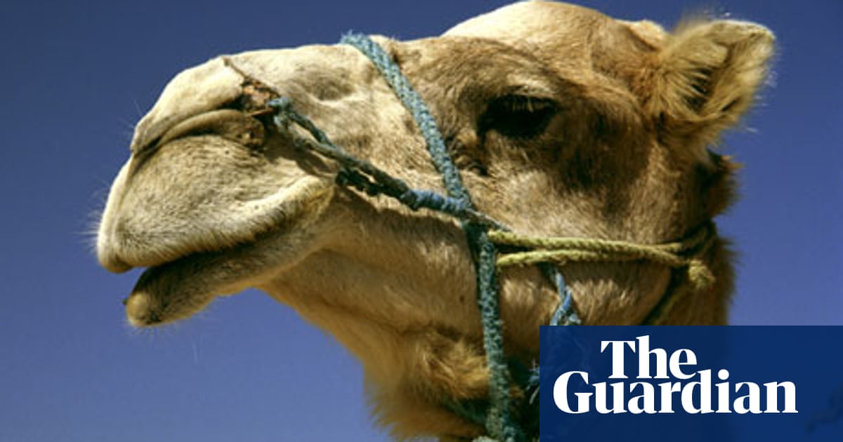 Anyone for camel meat? One hump or two? | Meat | The Guardian