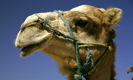Camel in Tunisia