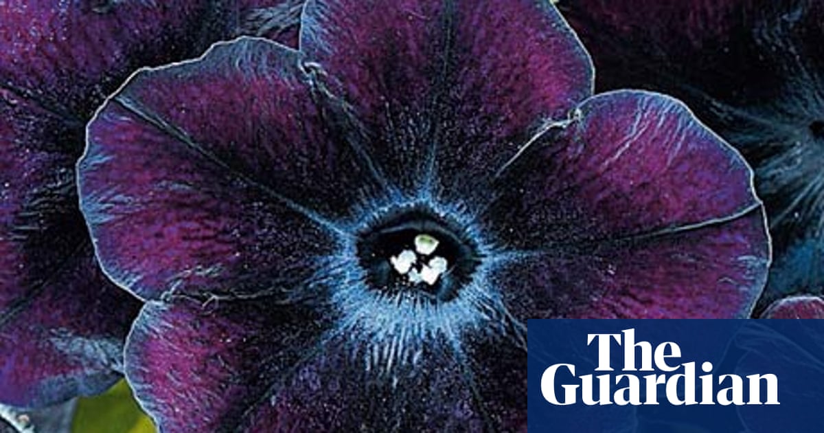 Download Plant Of The Week Petunia Black Cherry Gardens The Guardian For Free Get Wallpaper Plant Of The Week Petunia Black Cherry Gardens The Guardian For iPhone