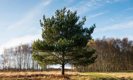 Beware trees … scots pine and silver birch.