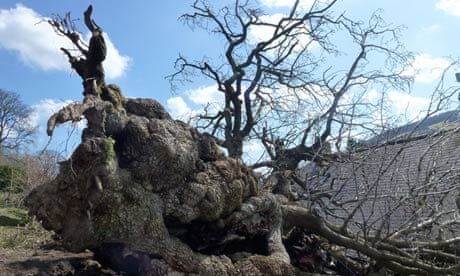 The toppled Pontfadog oak