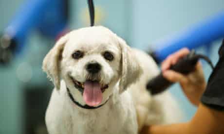 Download Pets At Home Pays Around 40m For Vets4pets Business The Guardian Desktop Wallpaper Free Get Wallpaper Pets At Home Pays Around 40m For Vets4pets Business The Guardian Free HD