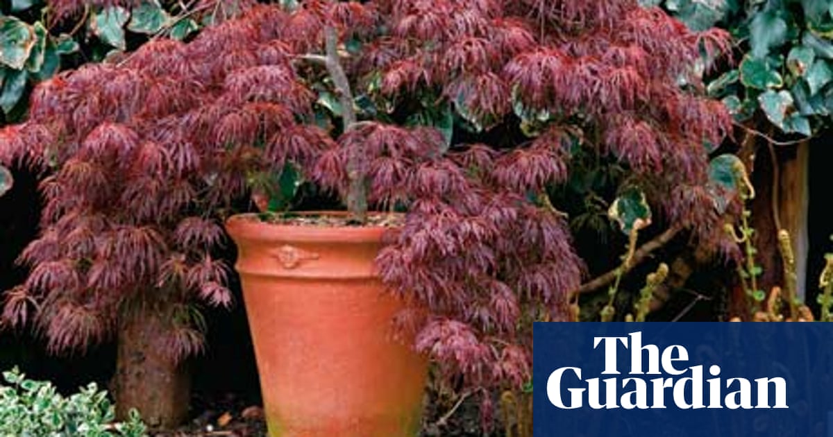 Gardens Picking The Perfect Pots Guardian Gardens Picking The Perfect Pots, Japanese Garden Pots Uk