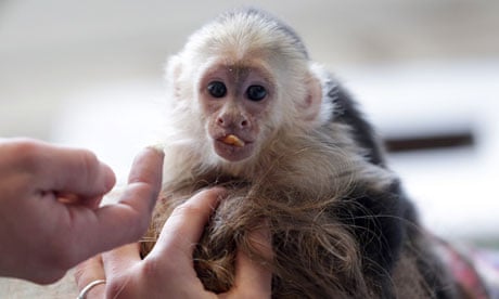 Justin Bieber's monkey