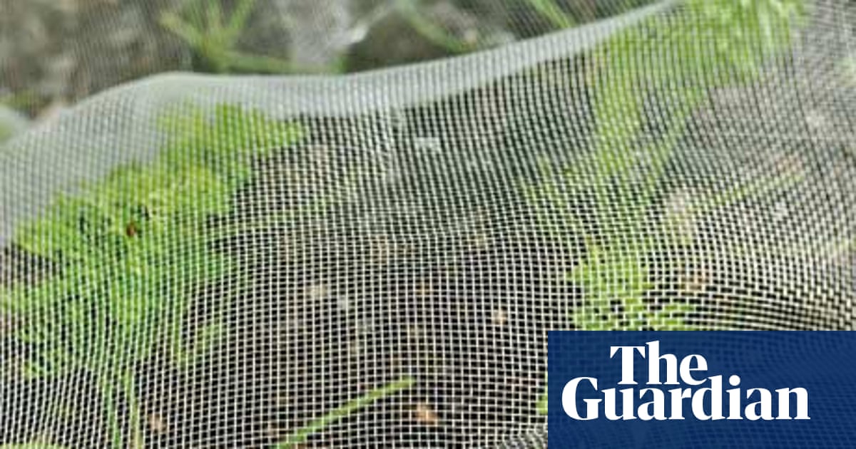 Alys Fowler: How To Beat Carrot Fly | Gardening Advice | The Guardian