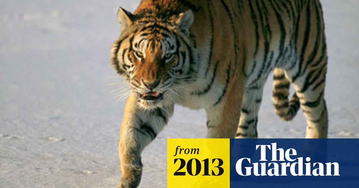 China Reports Rise In Humans Encountering Wild Siberian Tigers