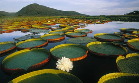Pantanal Matogrossense national park in Brazil with giant Victoria Regia water lilies and lily pads