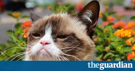 Grumpy Cat goes from strength to strength | Life and style | The Guardian