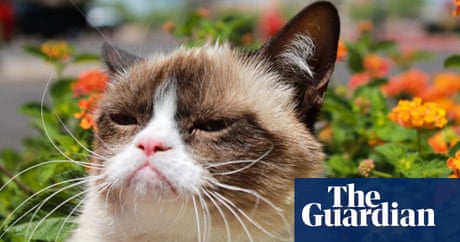 goes from strength to strength | Cats | Guardian