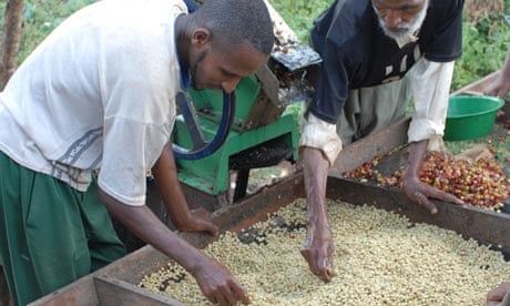 Coffee farmers sort through beans