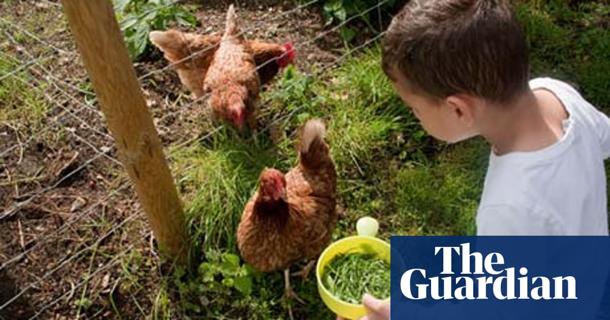 Should I Feed Kitchen Scraps To My Chickens Life And Style