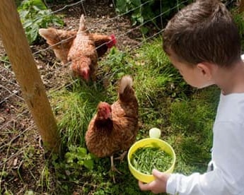 Is It Illegal to Feed Chickens Kitchen Scraps UK? Essential Facts