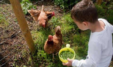 Boy feeding chickens