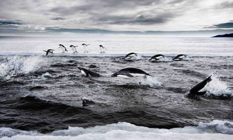 Penguins in the Ross Sea, off Antarctica