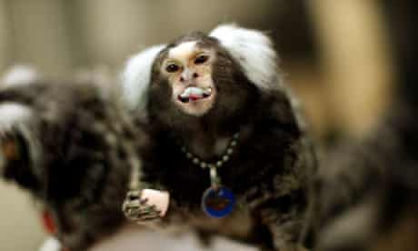 marmoset monkeys animal testing