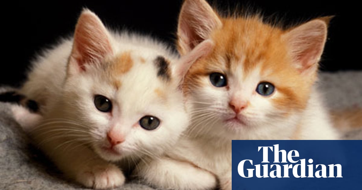 Crossword Roundup Feline Movie Crosswords The Guardian