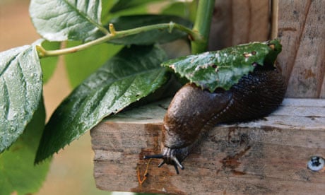Garden slug 