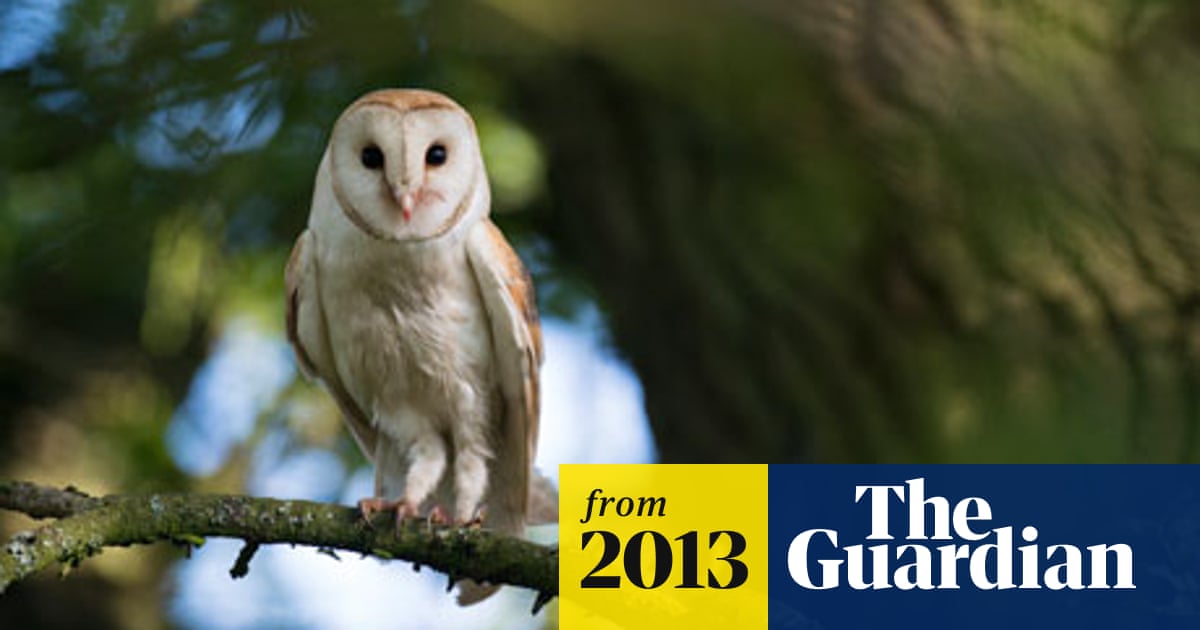 Britain S Barn Owls Under Threat Due To Extreme Weather