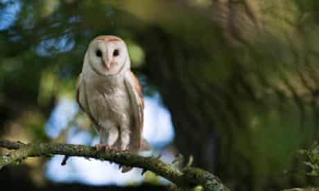 Barn owl in oak tree