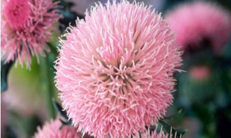 thistle (Cirsium japonicum 'Early Pink Beauty')