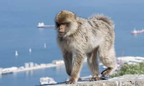 A Barbary macaque on the Rock of Gibraltar.