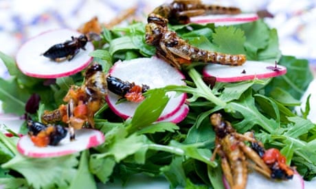 Edible locusts on a salad