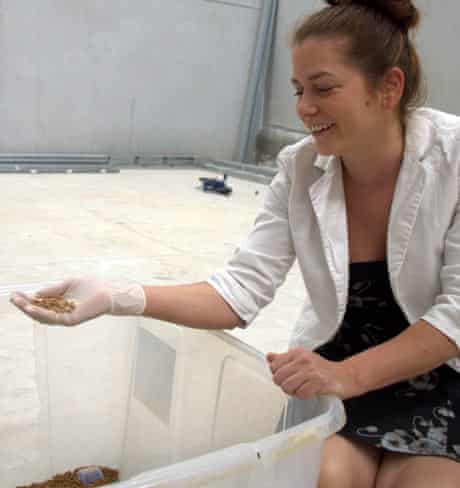 Laetitia Giroud and her mealworms at Insagri insect farm