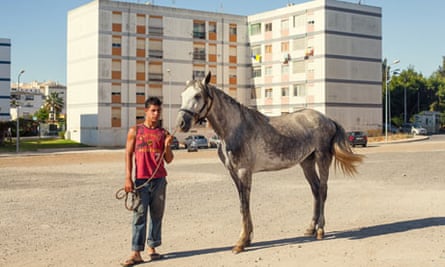 Pigs Portugal boy with horse