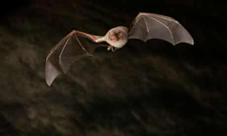 Mers is closely related to viruses found in bats