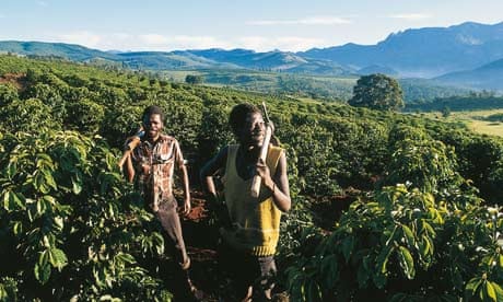 Zimbabwe coffee growing