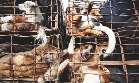 Howman And Dog Xxx - How eating dog became big business in Vietnam | Animal welfare | The  Guardian