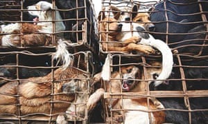 Thailand's Illegal Dog Meat trade