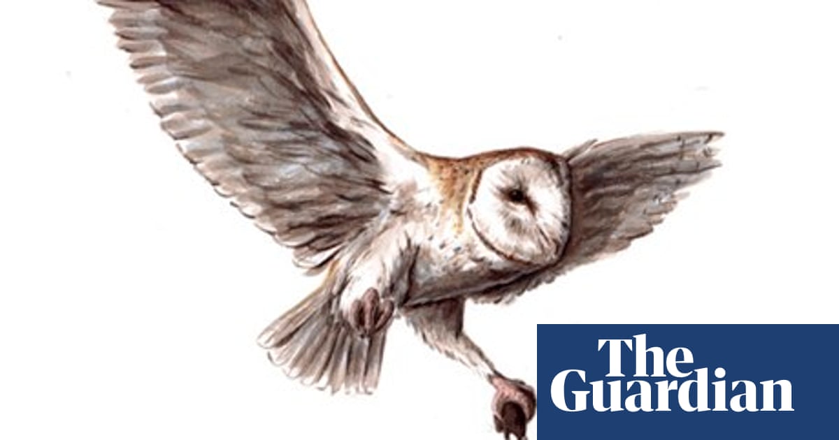 Birdwatch Barn Owl Environment The Guardian