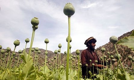 Poppy Fields in the Tora Bora region of Afghanistan