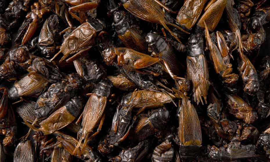 Close-up of cooked crickets© Gustav AlmestålCooked crickets