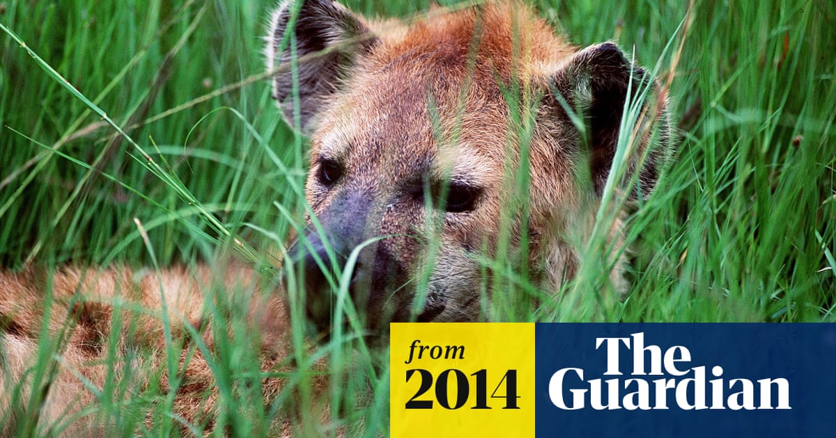 Japanese zoo fails to breed two hyenas after both turned out to be male