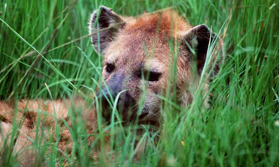 A spotted hyena in Kenya