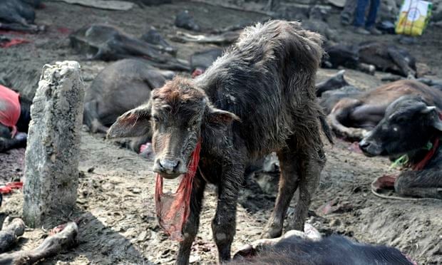 Nepal: setting out to challenge the world's largest animal sacrifice |  Working in development | The Guardian