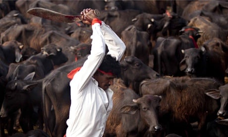 Mass animal sacrifice at Nepal festival goes ahead despite protests | Nepal | The Guardian Mass animal sacrifice at Nepal festival goes ahead despite protests | Nepal | The Guardian