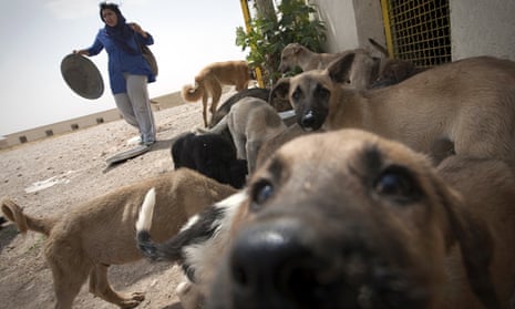 A volunteer feeds dogs at the Vafa animal shelter in Hashtgerd, Iran