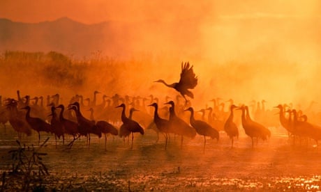 Cranes gathering together in shallow water on a foggy morning are silhouetted by the yellow sunlight