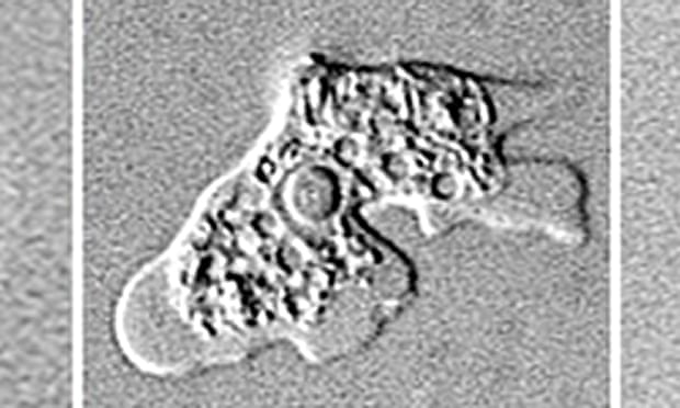 n. fowleri water temperature