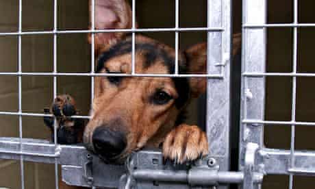 dog behind bars of a kennel