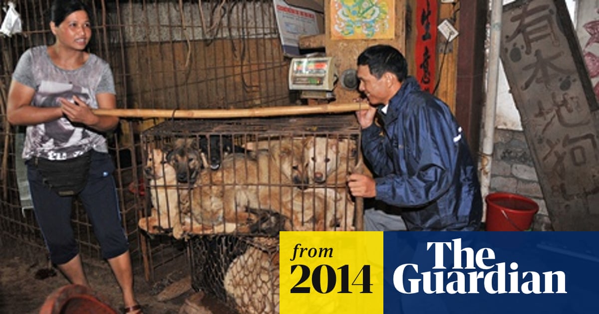 Is the Yulin Dog Festival Still Active: Latest Insights