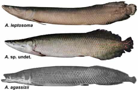 New To Nature No 131 Arapaima Leptosoma Zoology The Guardian New To Nature No 131 Arapaima Leptosoma Zoology The Guardian