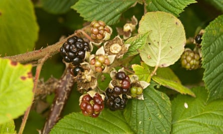 autumn foraging blackberries