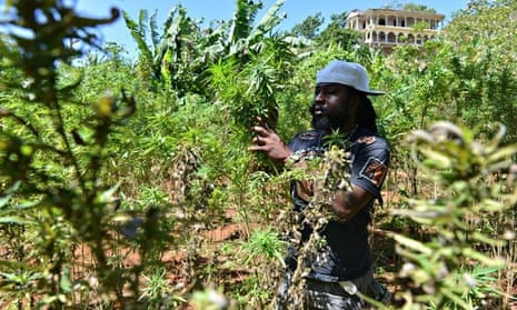 Jamaica is considering reforming its cannabis laws