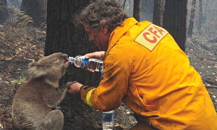 Thats me in the picture David Tree gives water to a koala February 2009 Victoria Australia Photography The Guardian