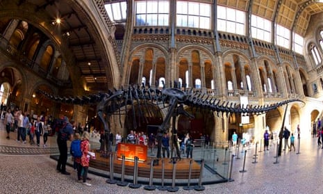 Diplodocus dinosaur, central hall, Natural History Museum, South Kensington