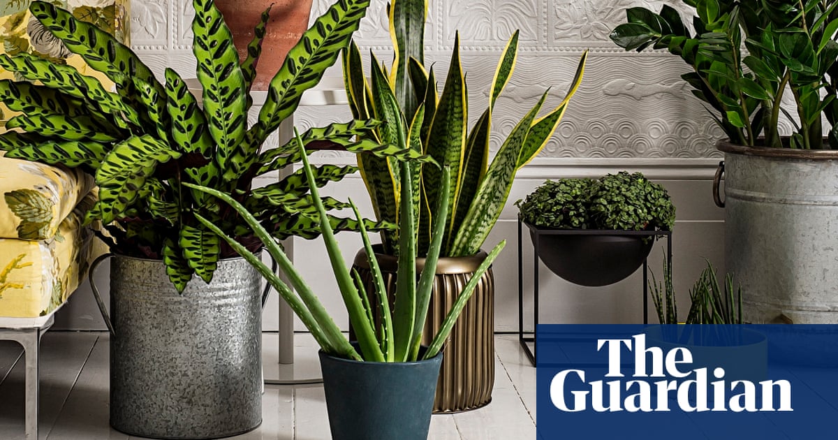 How to make the most of house plants | Homes | The Guardian